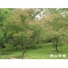 香蒲 香蒲價(jià)格 香蒲種植基地